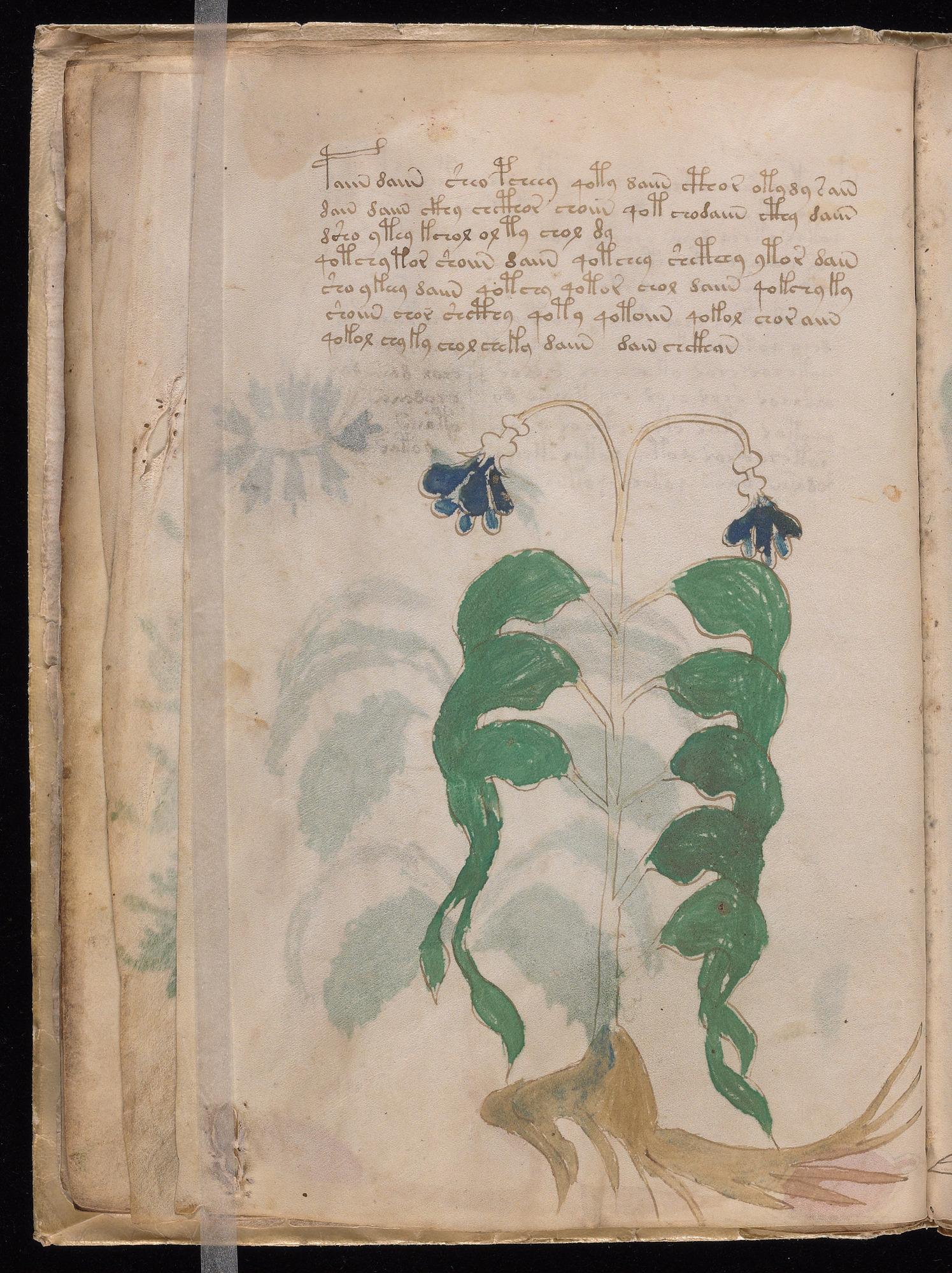 Herbal Page 20